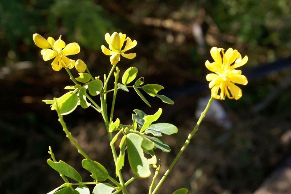 Vigna luteola 22