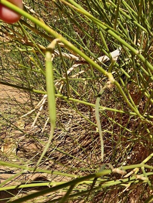Leptadenia pyrotechnica