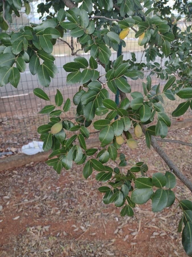 Copaiba de Langsdorff 7