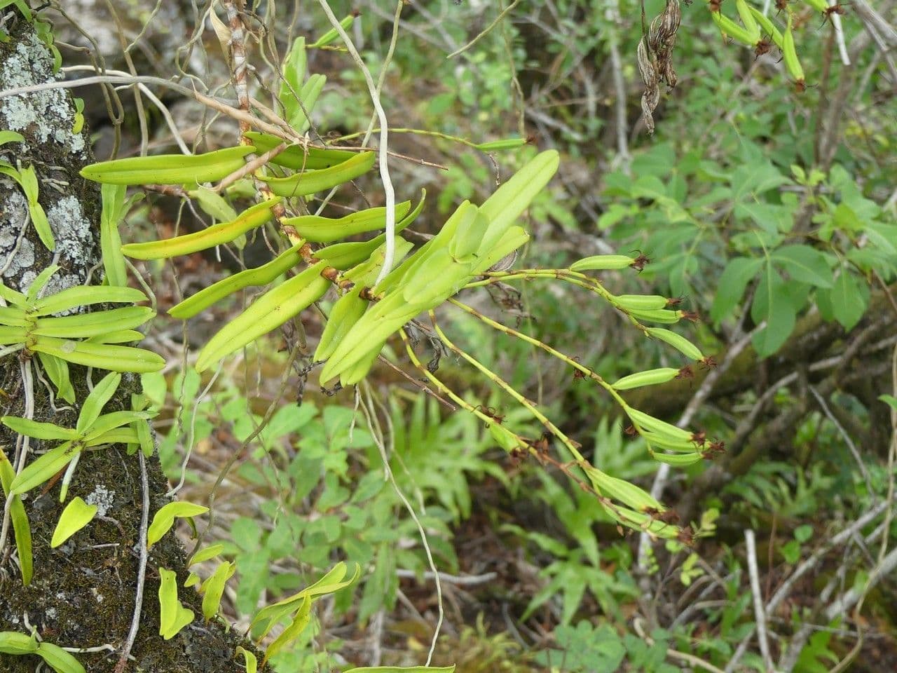Oeoniella 10