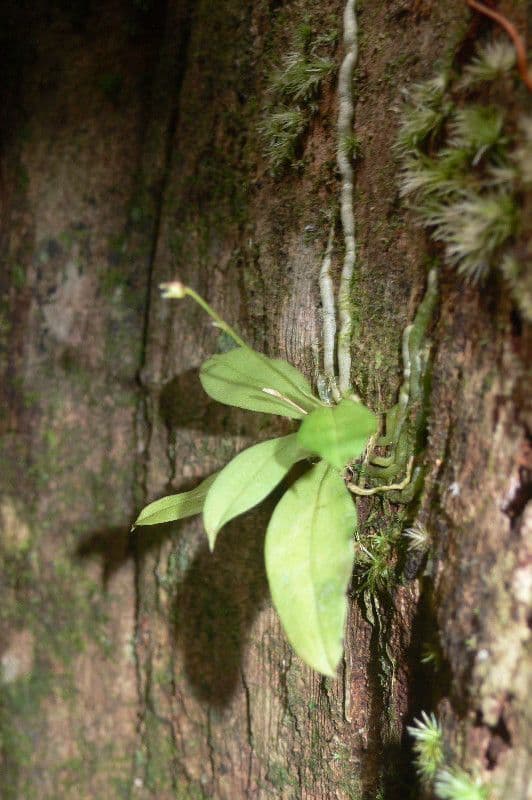 Cheiradenia 9