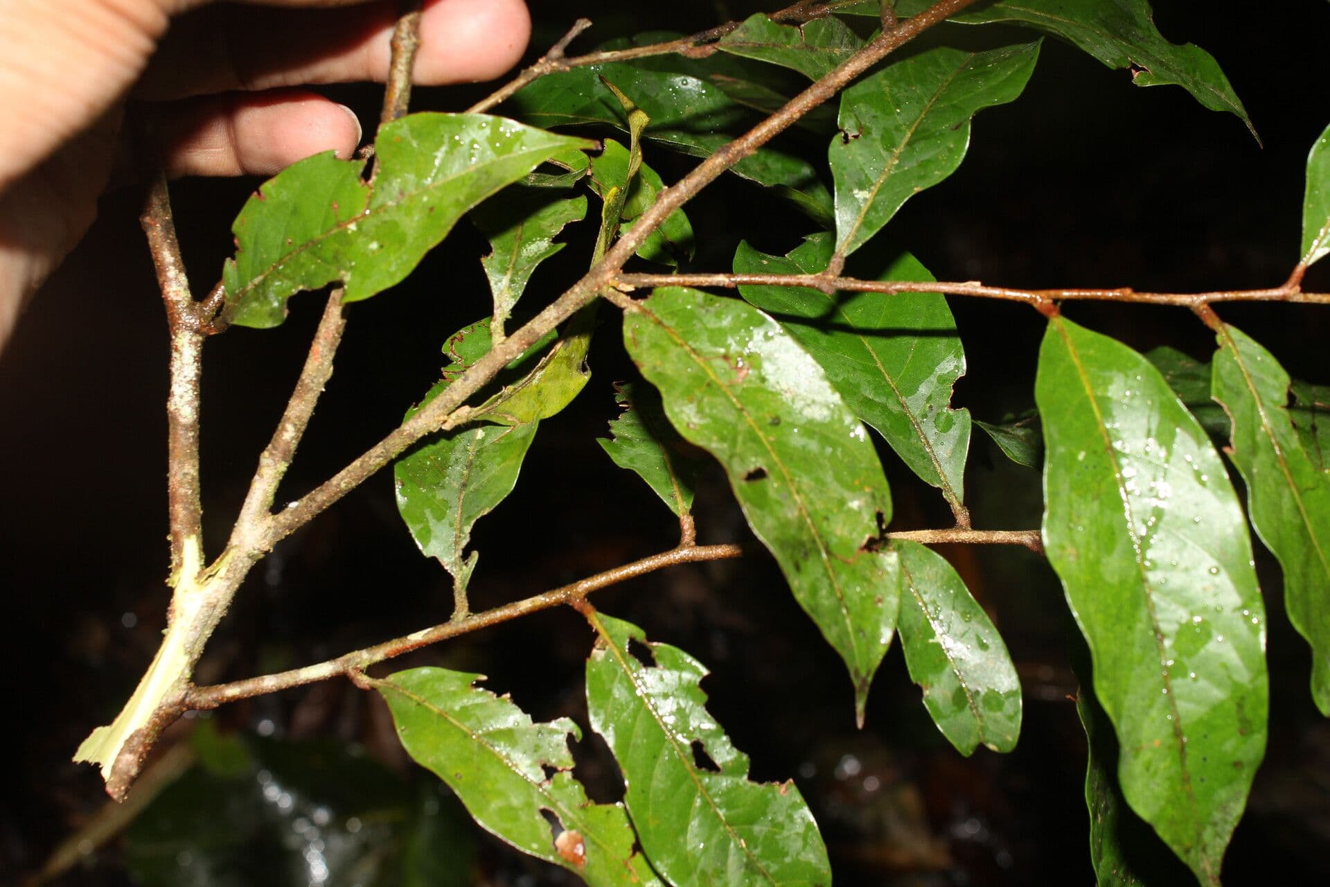 Hirtella triandra 19