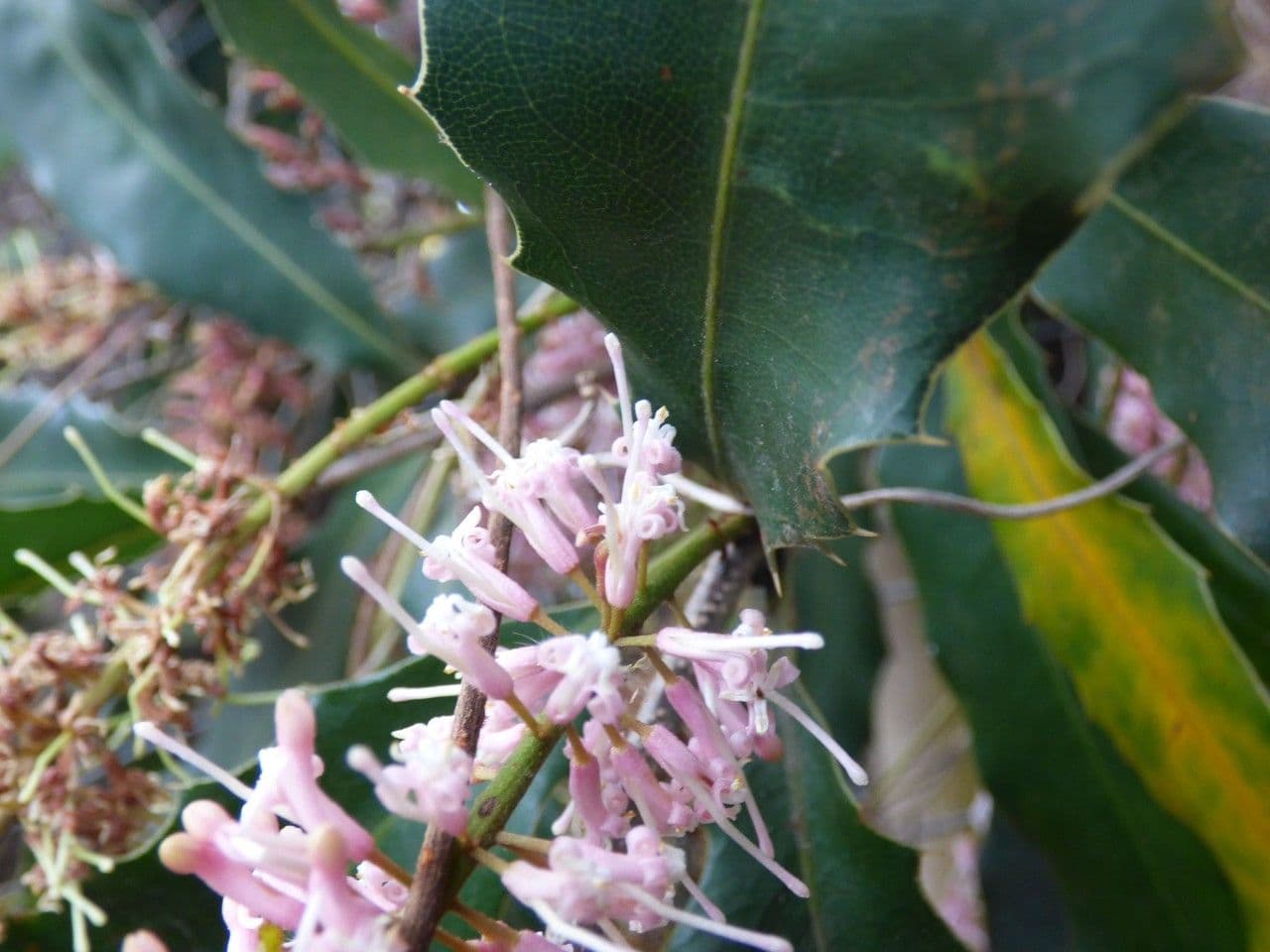 Macadamia 7