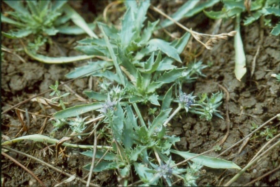 Ostropec 8