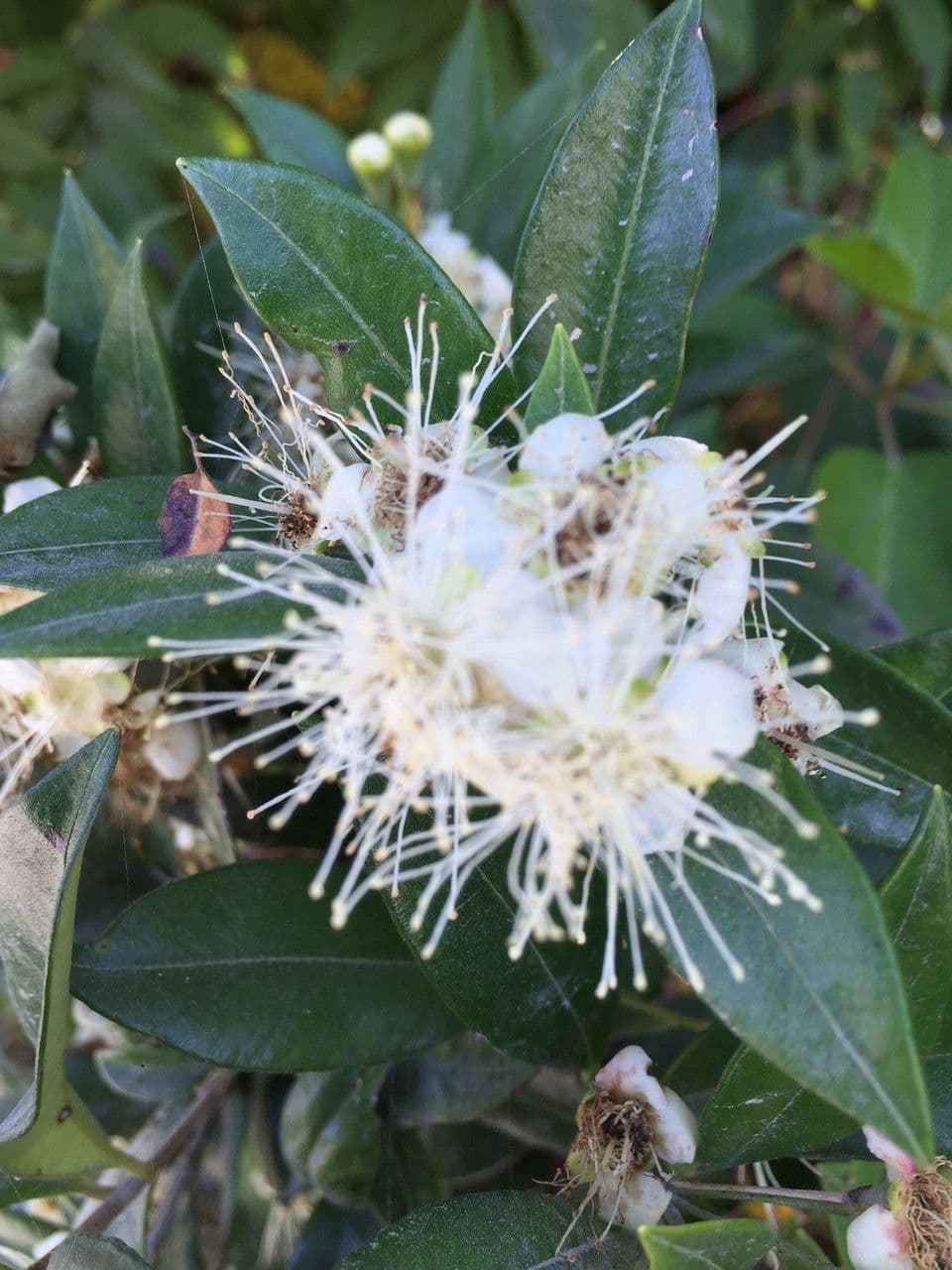 Amomyrtus meli 3