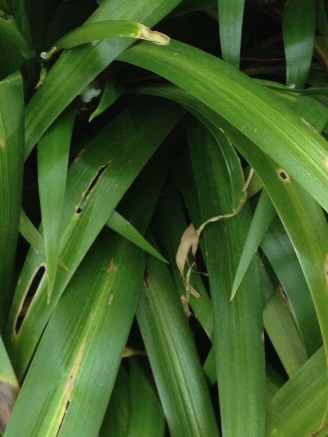 Iris japonés 14