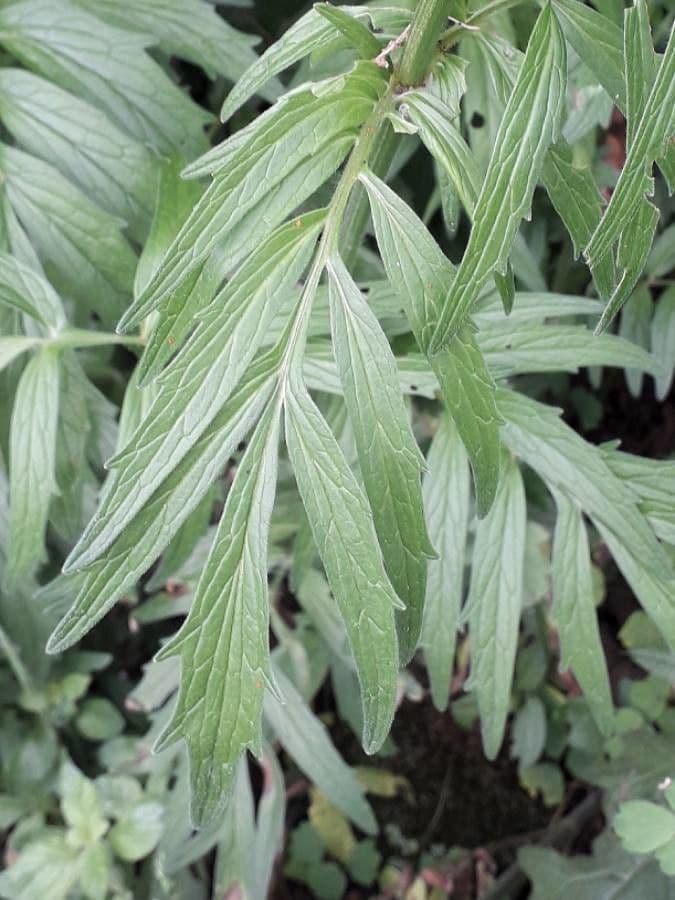 Valeriana comune 19