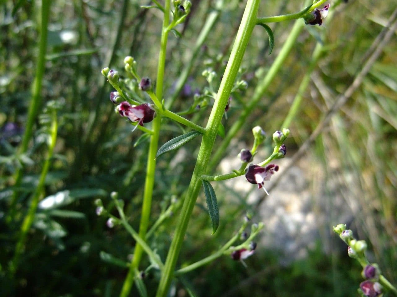 Scrofularia lucida 14