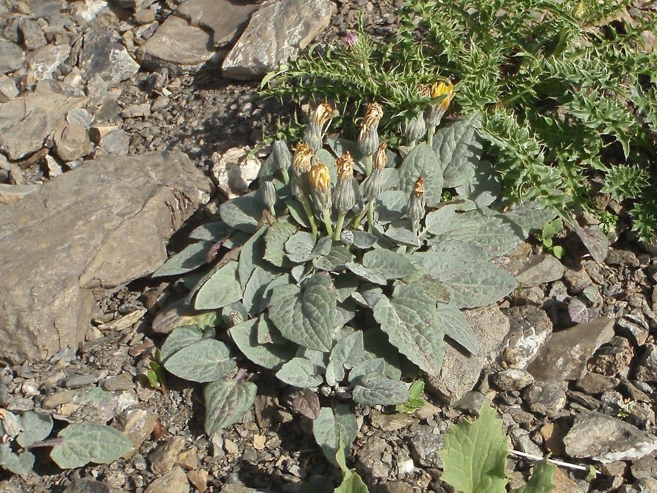 Crepis aurea 14