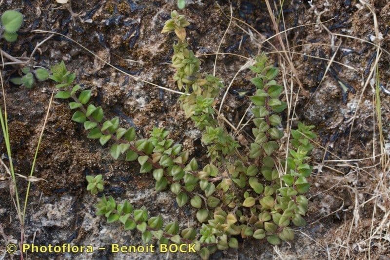 Micromeria