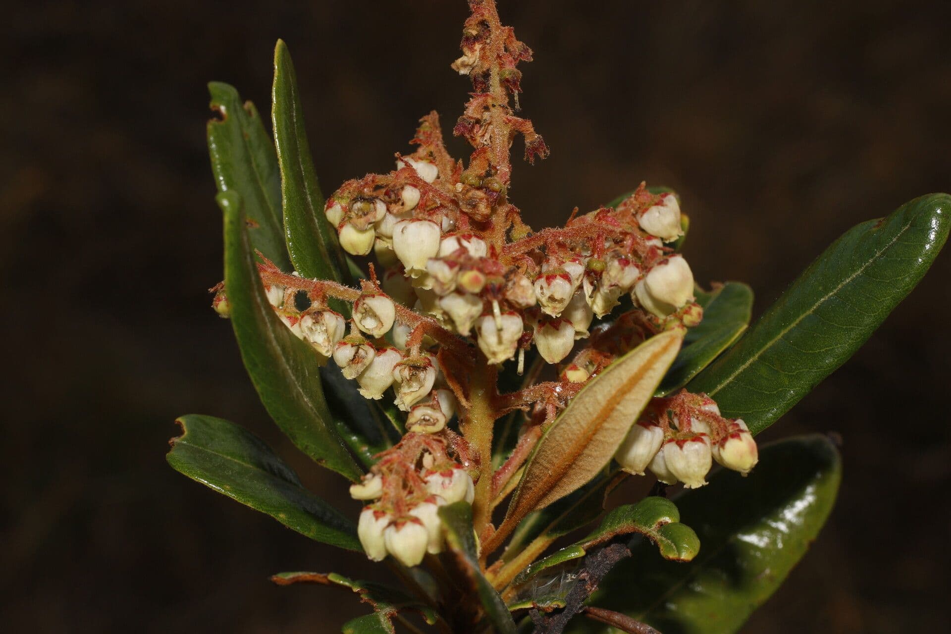 Manzanita 6