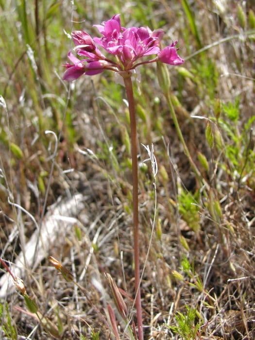 Cipolla increspata 3