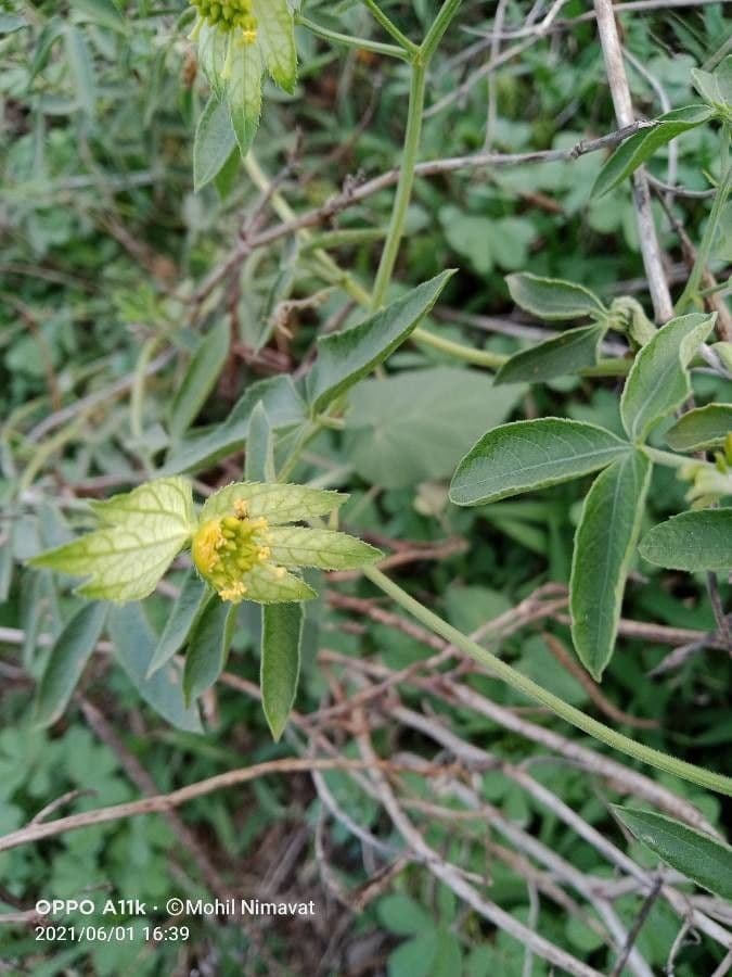 Dalechampia 8