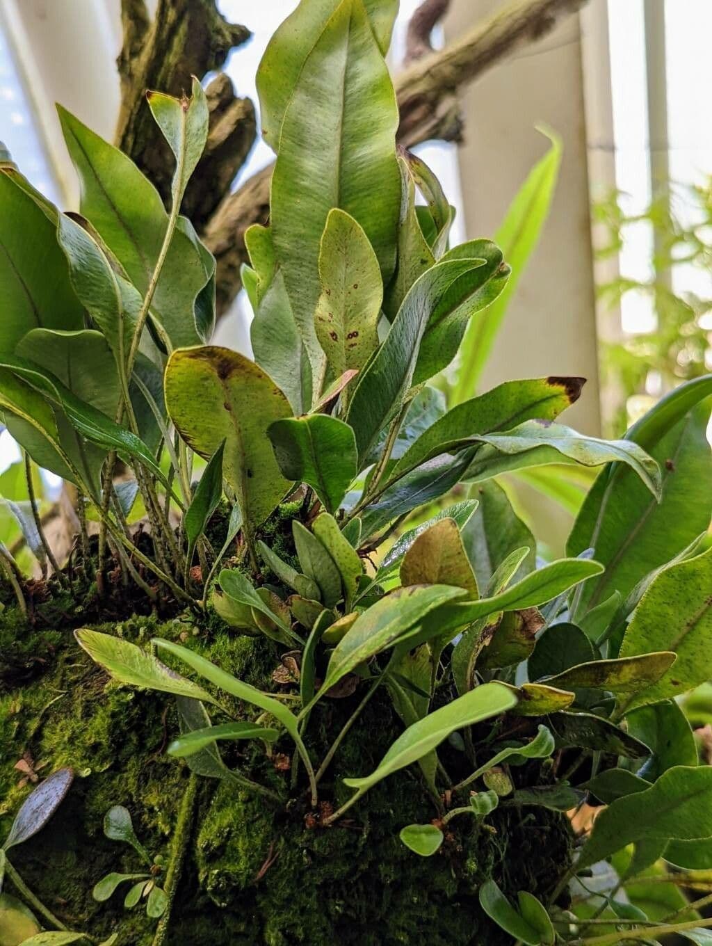 Elaphoglossum prossimo 2
