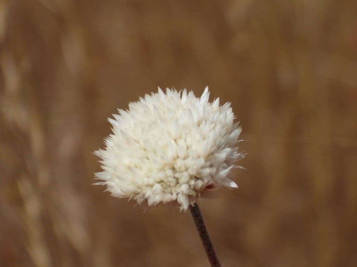 Polycarpaea