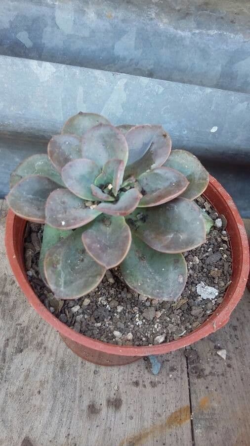 Echeveria