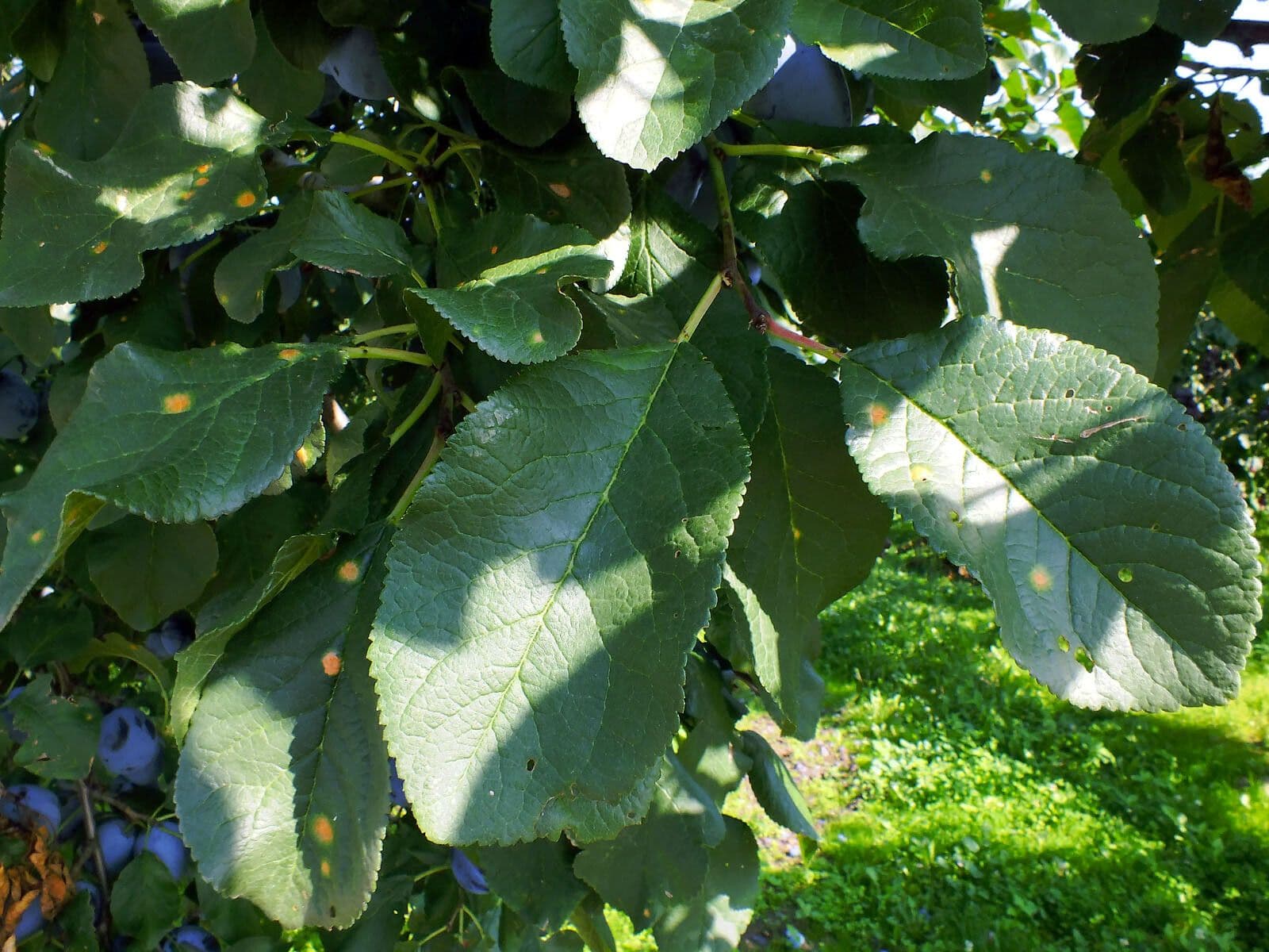 Prugna Damaschina 18