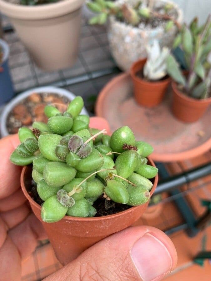 Crassula 5