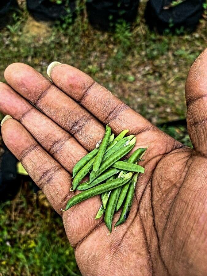Guar 3