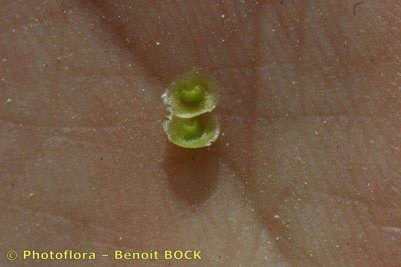Linaria verticillata 12