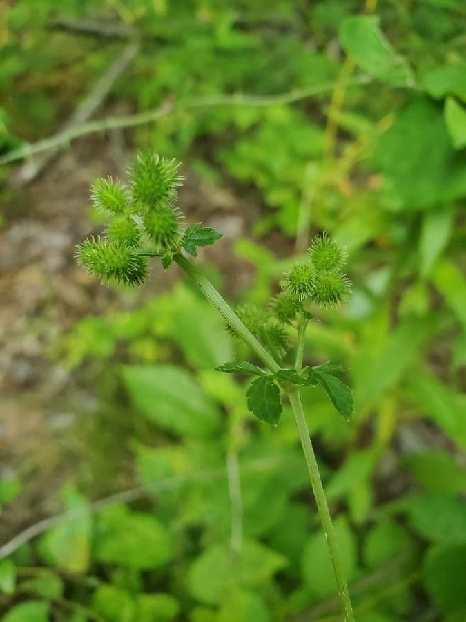 Sanicula canadensis