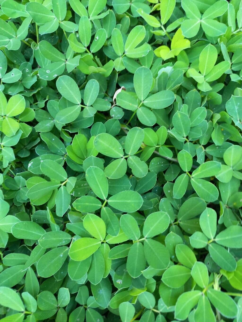 Arachis pintoi 15