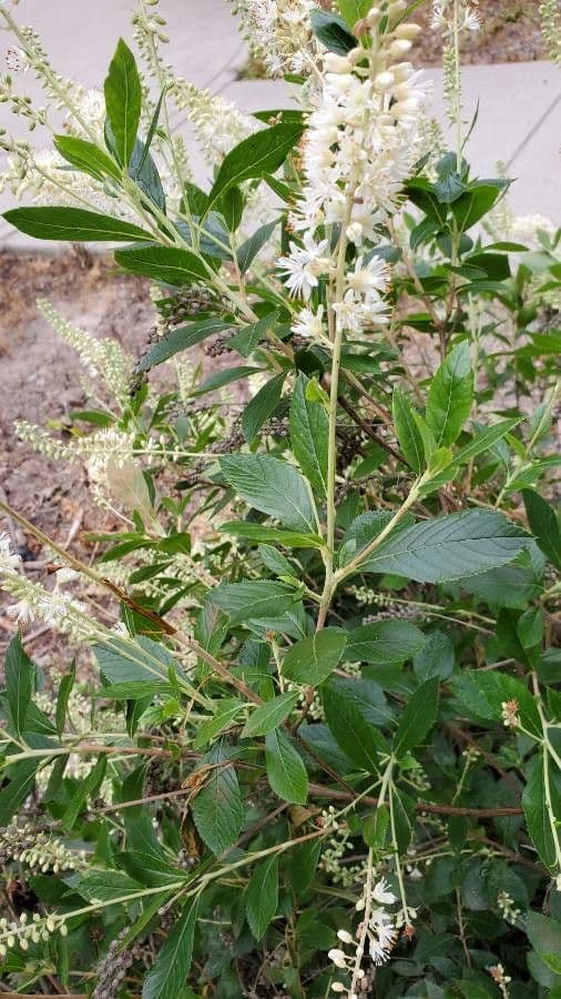Clethra 28