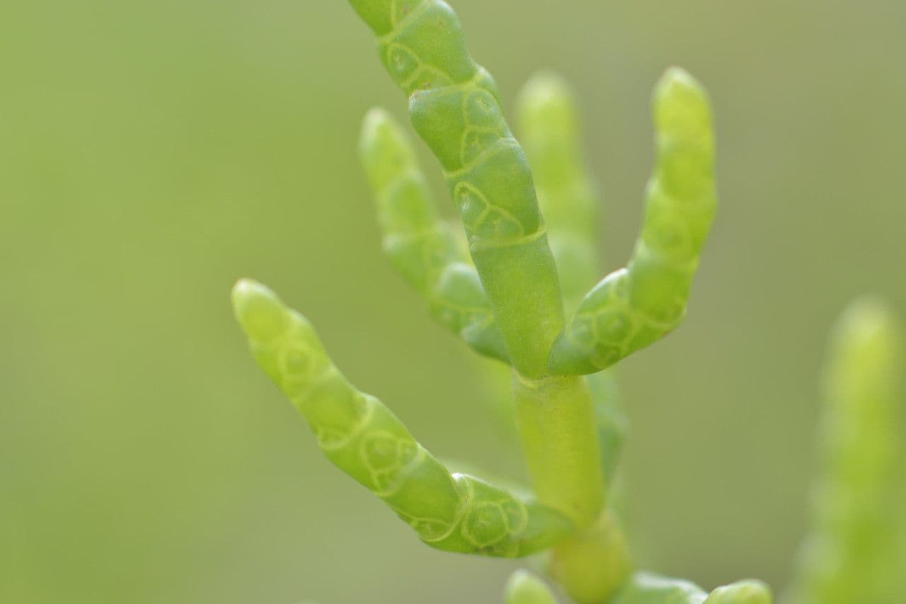 Salicornia glauca 12