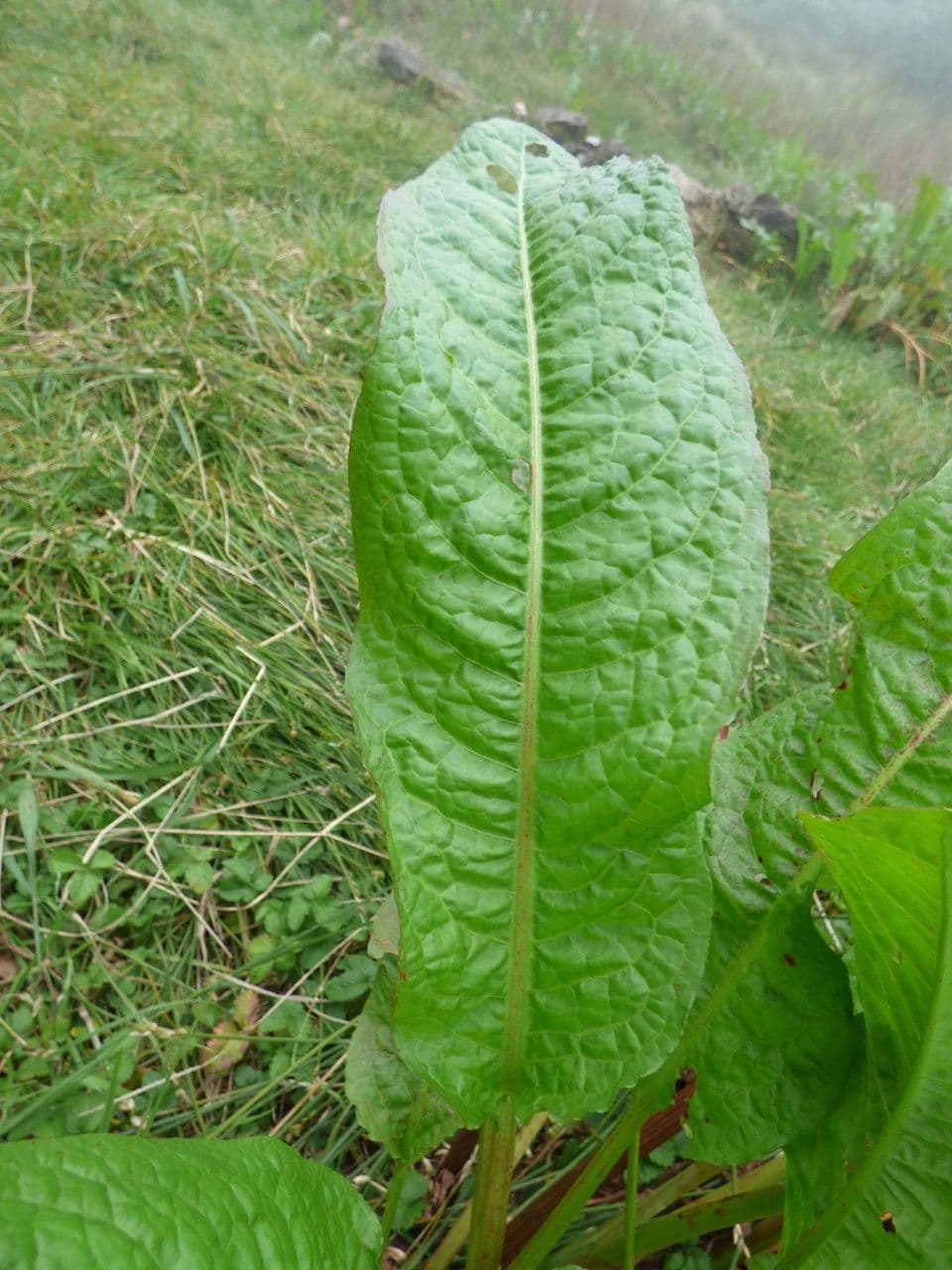 Acetosa abissina 8