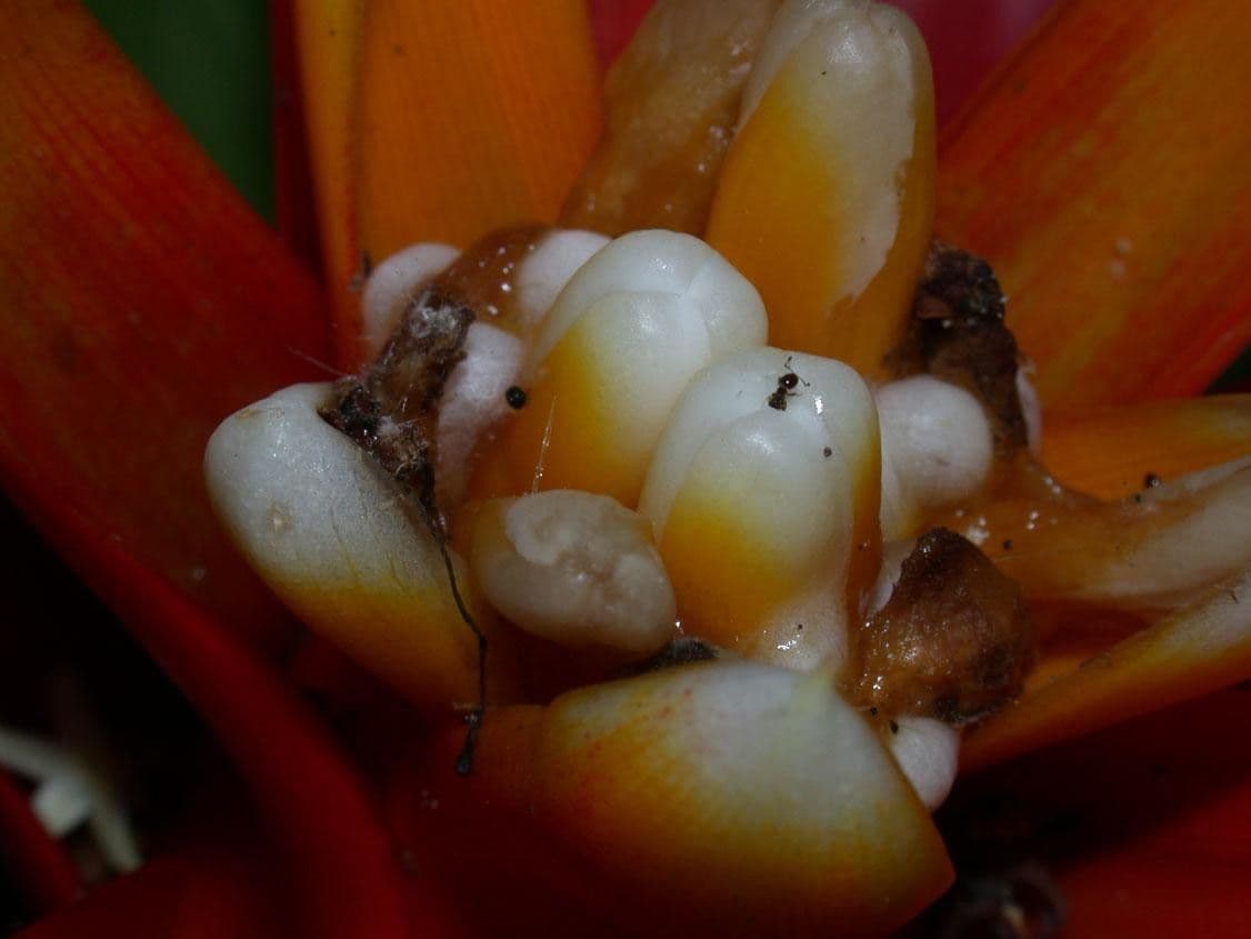 Guzmania lingulata 2