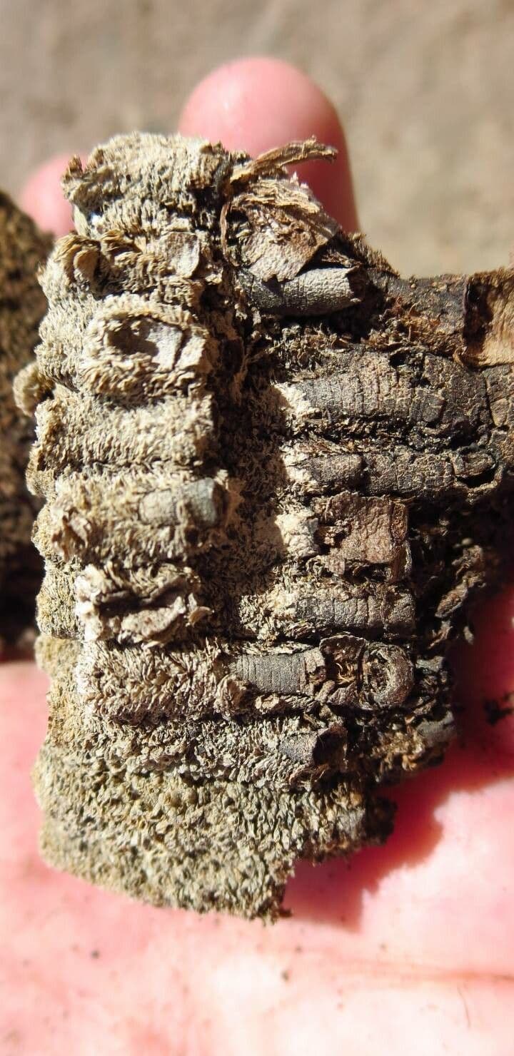Pycnophyllum 16