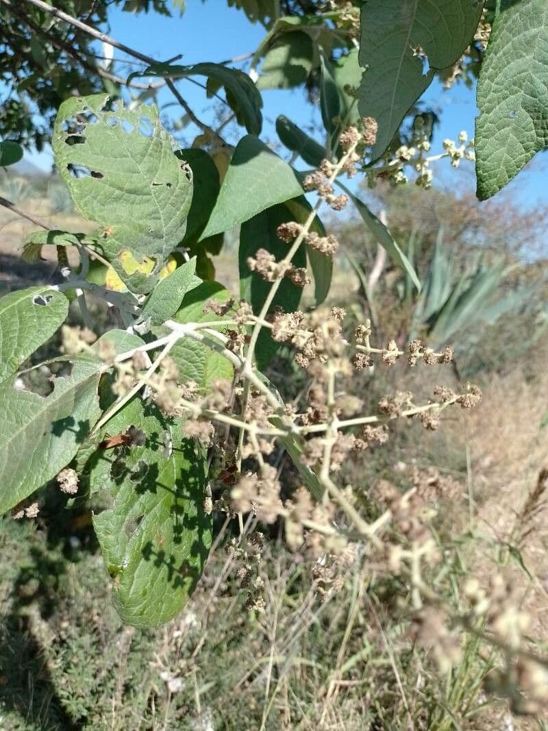 Buddleja cordata