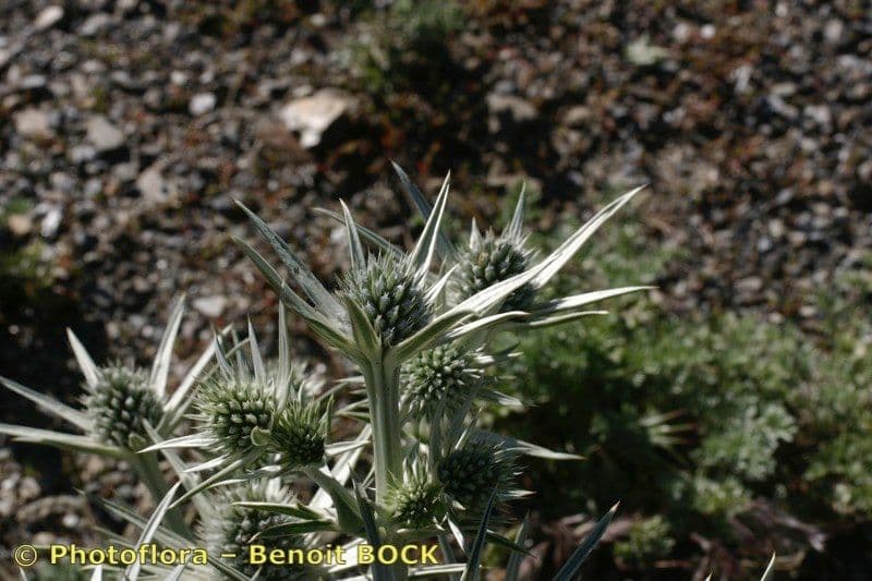 Eryngium glaciale 15