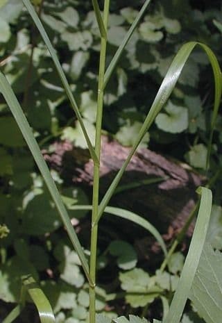 Glyceria striata 20