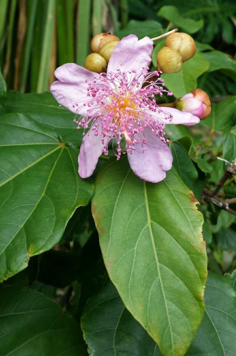 Achiote 24