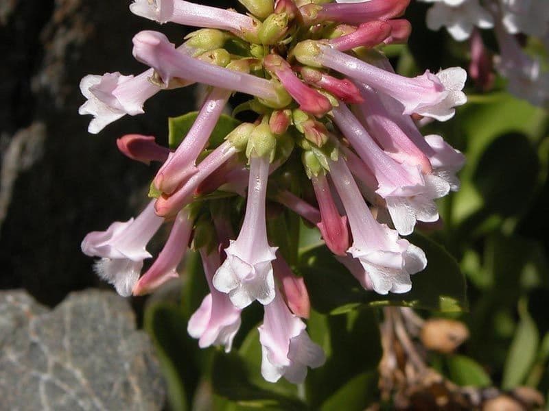 Penstemon