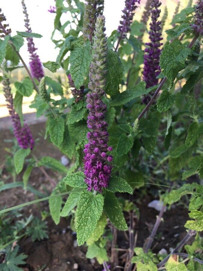 Teucrium hircanicum 16