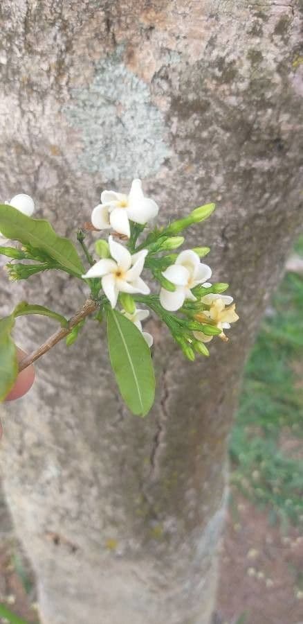 Tabernaemontana catharinensis 6