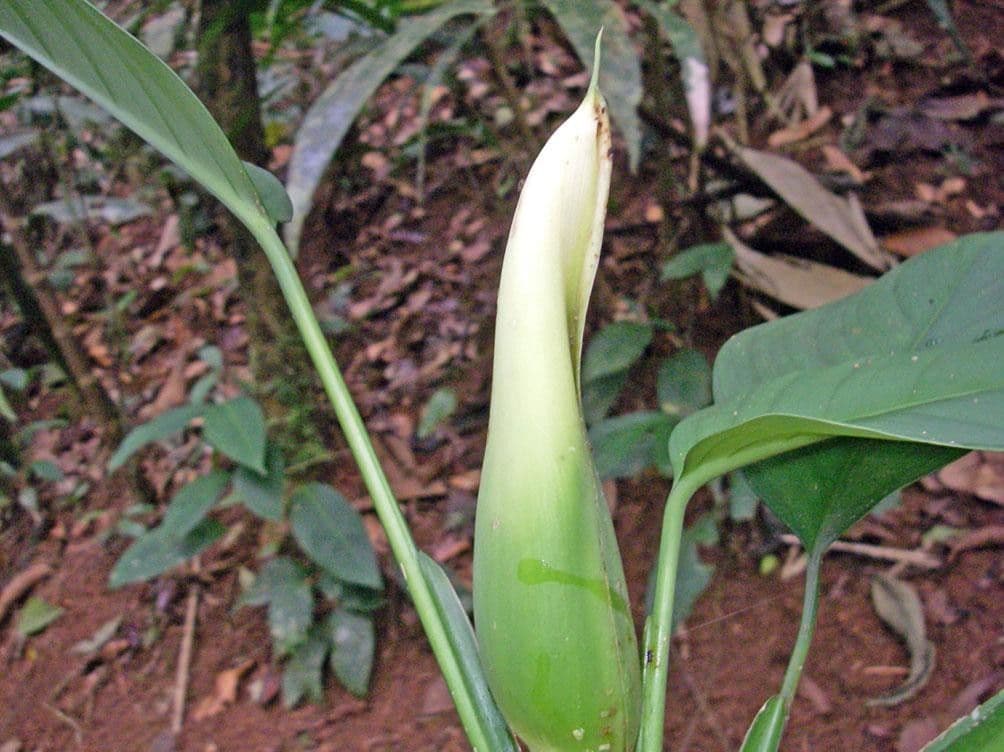 Filodendro 4