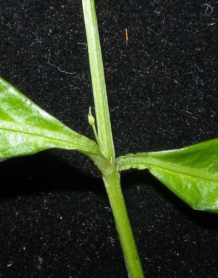 Crossopetalum 10