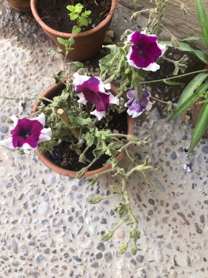 Petunia 10