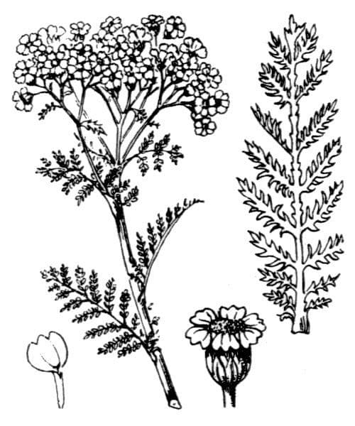 Edel-Schafgarbe 27