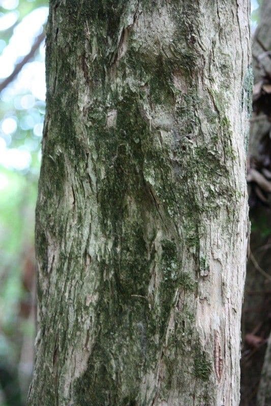Nuxia verticillata 21