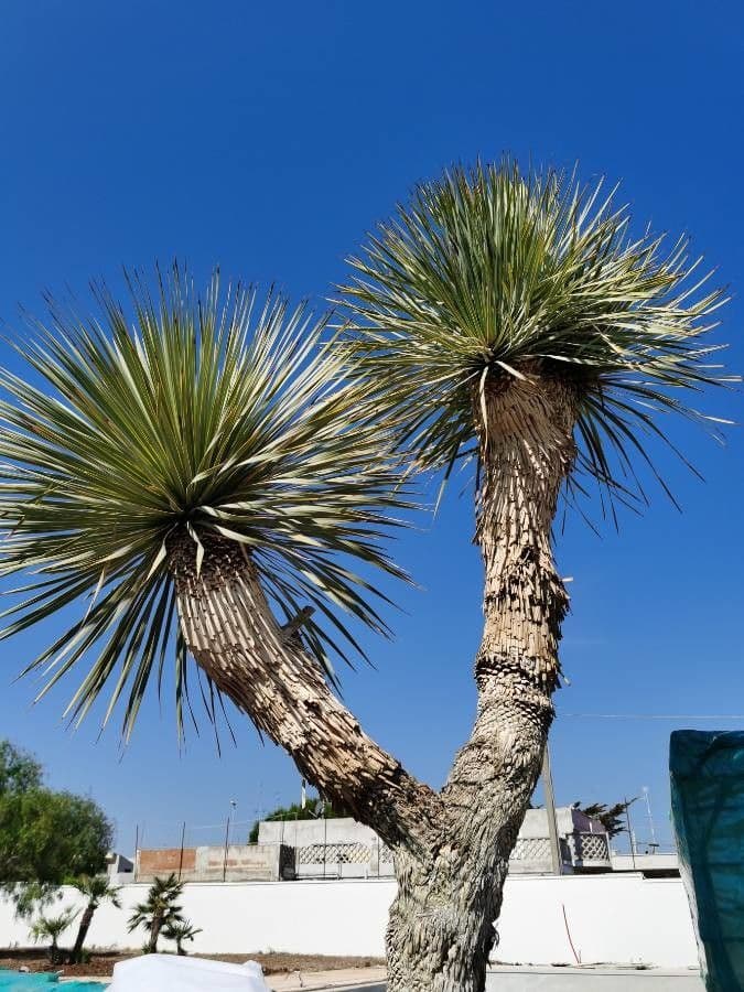Yucca alta 19