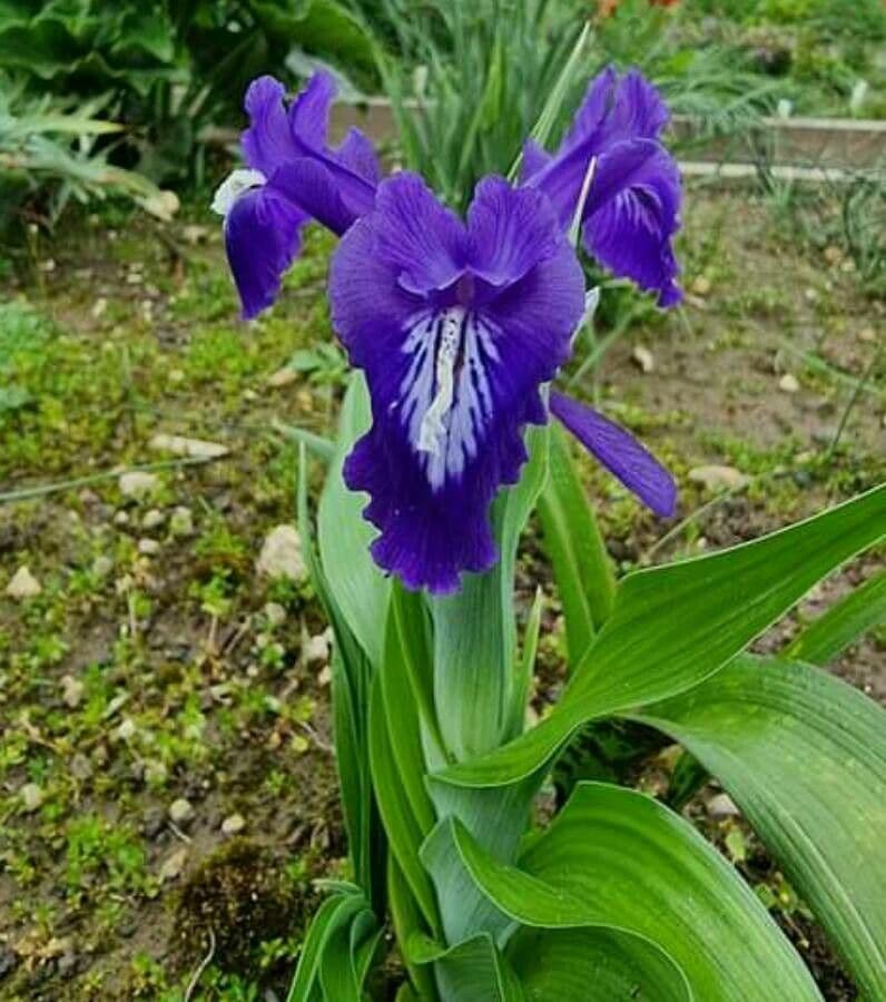 Iris