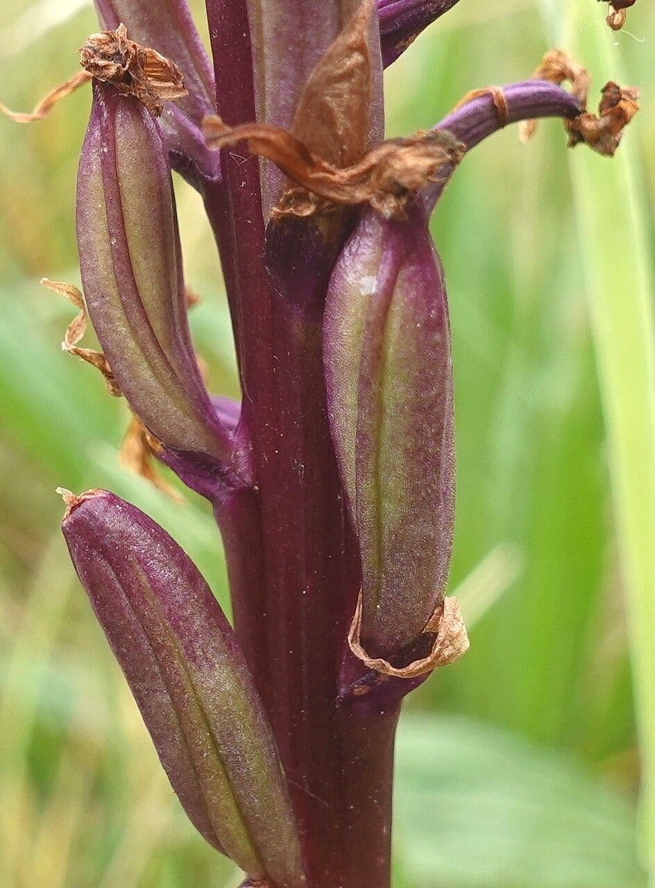 Orchide di palude