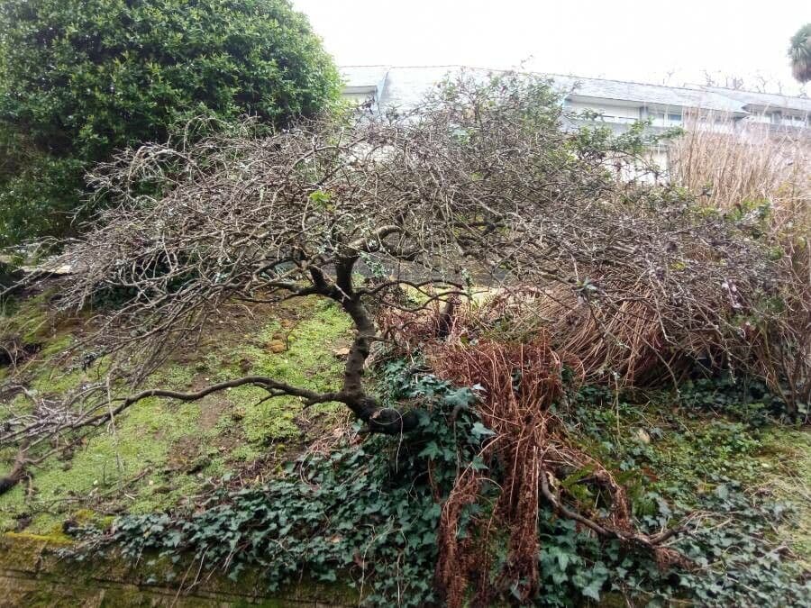 Ceanothus thyrsiflorus 13