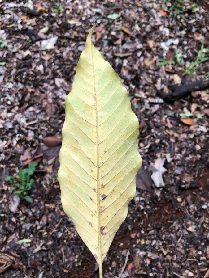 Magnolia champaca 19