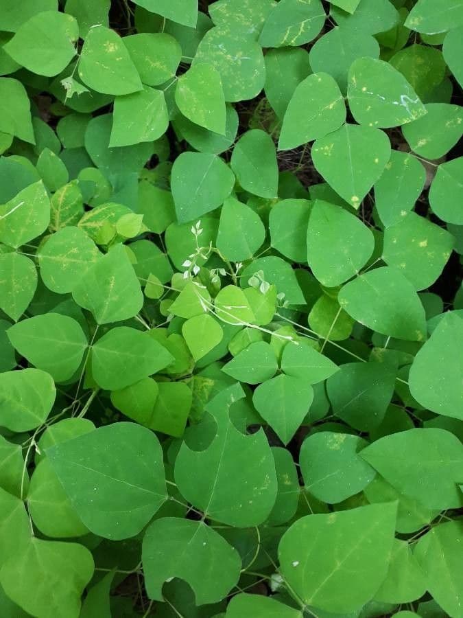 Amphicarpaea bracteata 19
