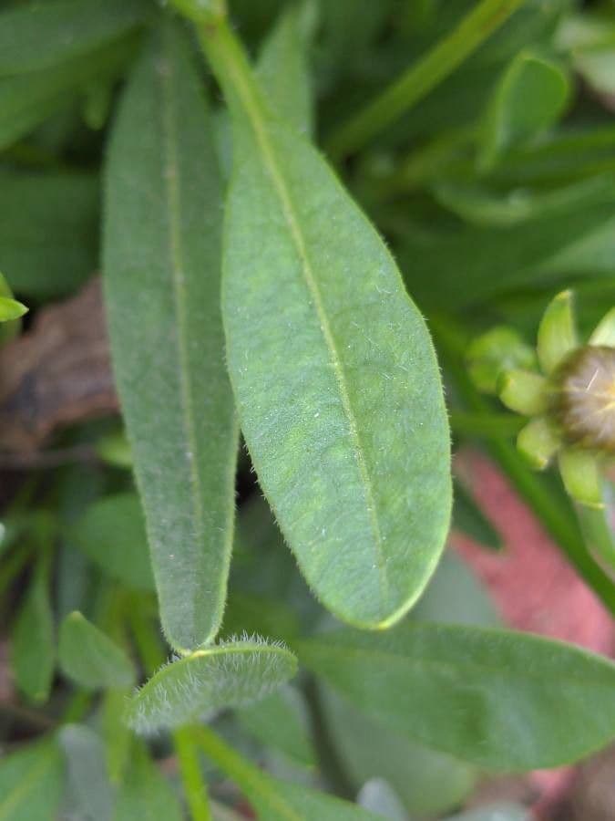 Coreopsis grandiflora 20